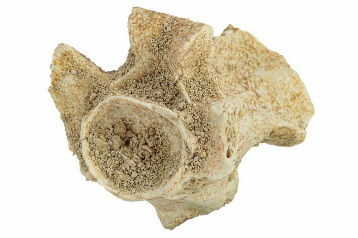 Fossil Sea Snake (Palaeophis) Vertebra - Morocco #277579